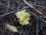 Craterellus lutescens image