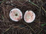 Russula silvestris image