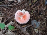 Russula silvestris image