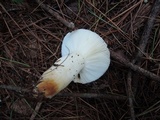 Russula silvestris image