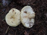Lactarius scrobiculatus image