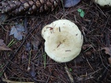 Lactarius scrobiculatus image