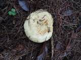 Lactarius scrobiculatus image