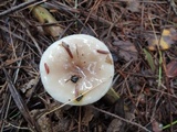 Lactarius mucidus image