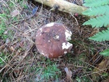 Russula xerampelina image