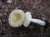 Russula clavipes image