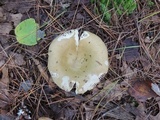Russula clavipes image
