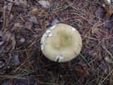 Russula clavipes image