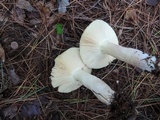 Russula clavipes image