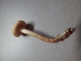 Agrocybe molesta image