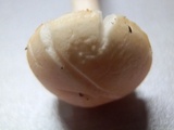 Agrocybe molesta image