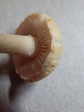 Agrocybe molesta image