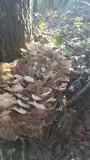 Grifola frondosa image
