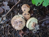 Cortinarius cupreorufus image