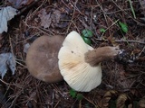 Lactarius lignyotus var. nigroviolascens image