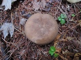 Lactarius lignyotus image