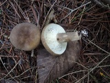 Lactarius lignyotus image