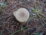 Ampulloclitocybe clavipes image