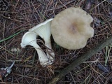 Ampulloclitocybe clavipes image