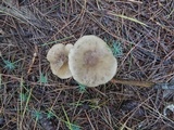 Ampulloclitocybe clavipes image