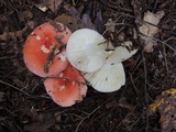 Russula silvicola image