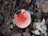 Russula silvicola image