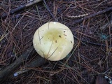 Russula seperina image