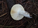 Russula seperina var. luteovirens image