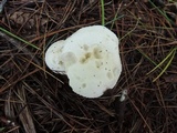 Clitocybe hygrophoroides image