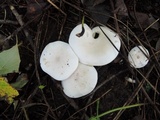 Clitocybe subconnexa image