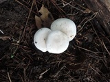 Clitocybe subconnexa image