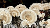 Trametes pubescens image