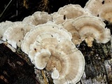 Trametes pubescens image