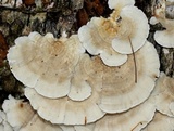 Trametes pubescens image