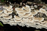 Trametes pubescens image
