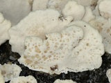 Trametes pubescens image