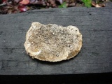 Trametes trogii image