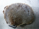 Trametes trogii image