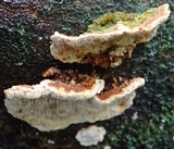 Earliella scabrosa image