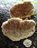Earliella scabrosa image