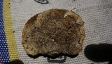 Trametes trogii image