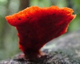 Earliella scabrosa image