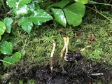 Cordyceps militaris image