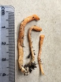 Cordyceps militaris image