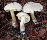 Boletus pallidus image