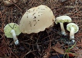 Boletus pallidus image