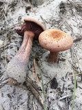 Laccaria trullisata image