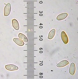 Boletus pallidus image