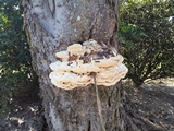 Perenniporia fraxinea image