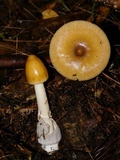 Amanita sinicoflava image